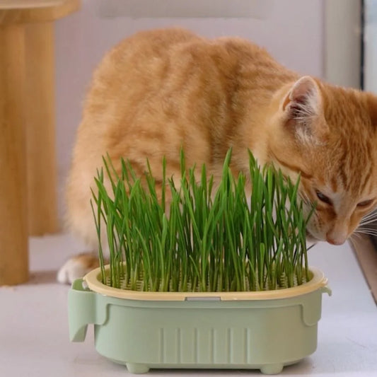 Cat Grass Soilless Hydroponic Planting Cultivation