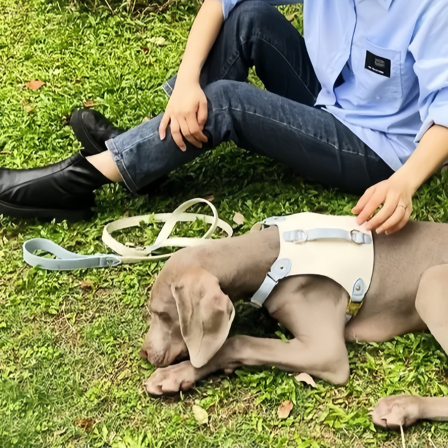 Leather Vest-Style Strap Pet Collar And Harness Set