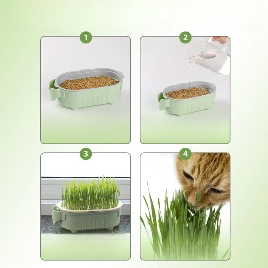 Cat Grass Soilless Hydroponic Planting Cultivation