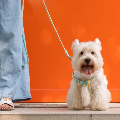 Multi Pastel Colour Adjustable Pet Collar And Lead Set