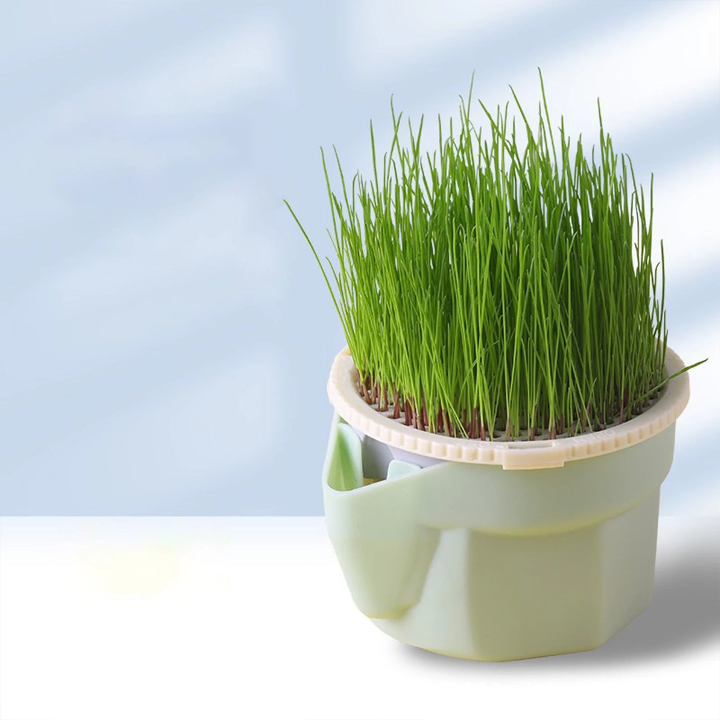 Green Cat Grass Hydroponic Planter