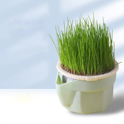 Green Cat Grass Hydroponic Planter