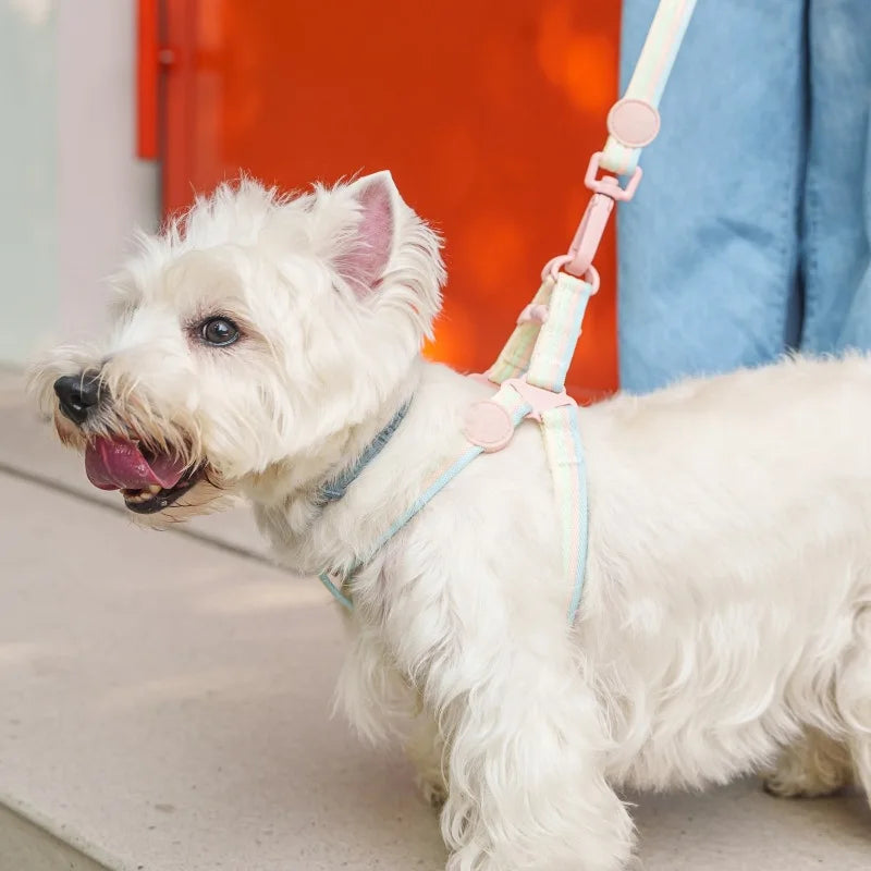 Multi Pastel Colour Adjustable Pet Collar And Lead Set