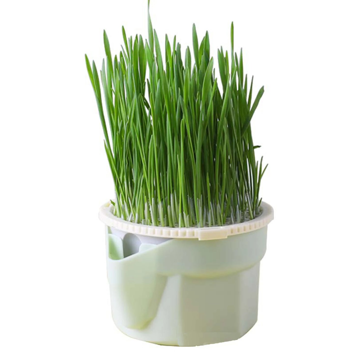 Green Cat Grass Hydroponic Planter