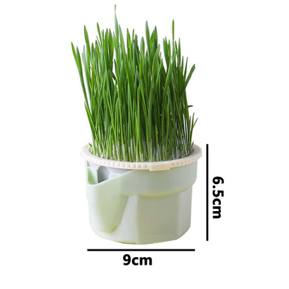 Green Cat Grass Hydroponic Planter