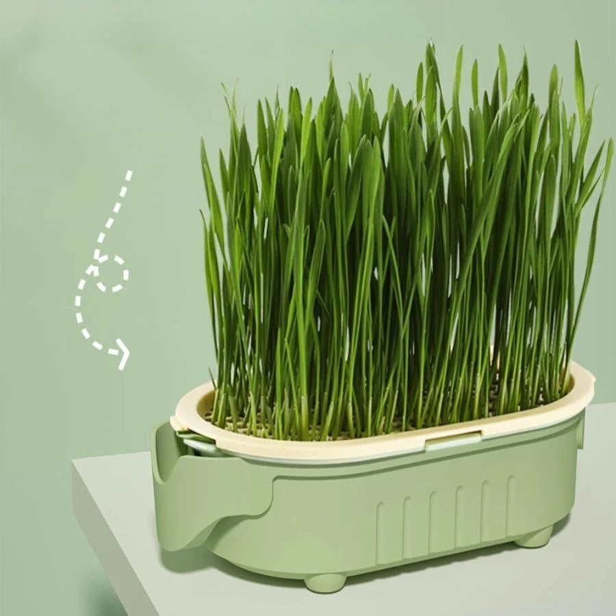 Cat Grass Soilless Hydroponic Planting Cultivation