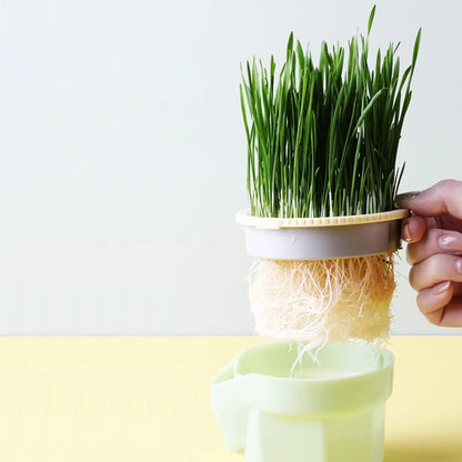 Green Cat Grass Hydroponic Planter