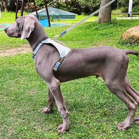 Leather Vest-Style Strap Pet Collar And Harness Set