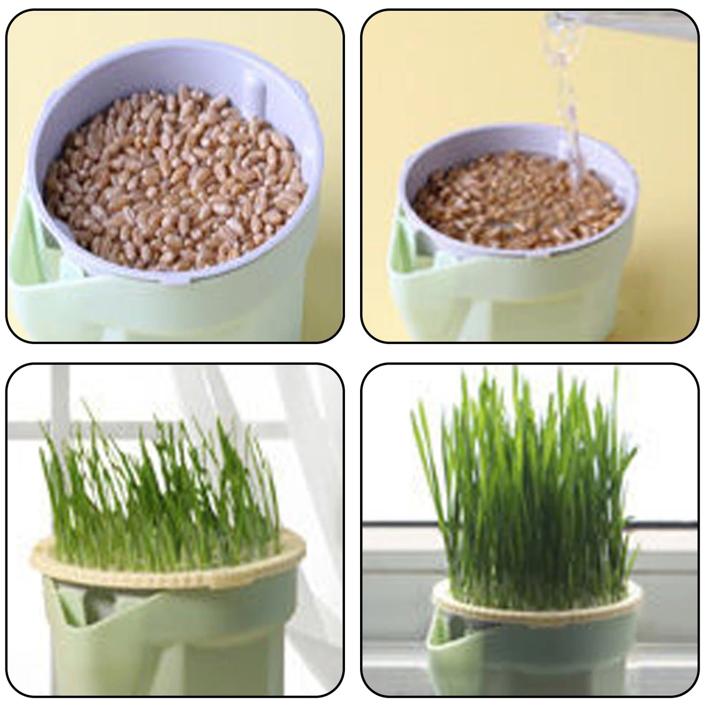 Green Cat Grass Hydroponic Planter